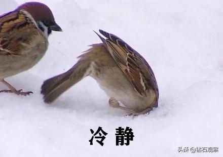 钻石恒久远，两颗永流传
