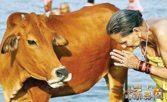 印度神牛竟拉出300多颗钻石，拉钻石是意外尿黄金才是真的