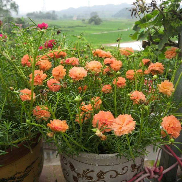 重瓣太阳花“钻石”—花美如牡丹，耐热皮实好养活，三季有花看